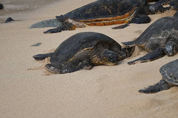 istock Hawaii Green Turtles on the beach 2040845544