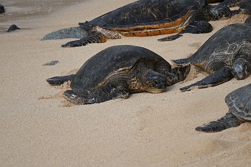 Green turtles sunning on the sandy shores and emerging from the  waters off Ho'okipa Beach Park, situated above Paia, HI