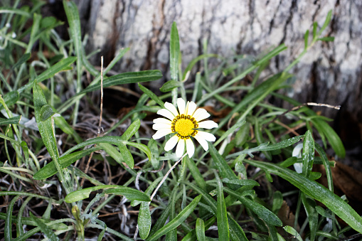 white and yellow flower and leaves of a Gazania species on a natural background