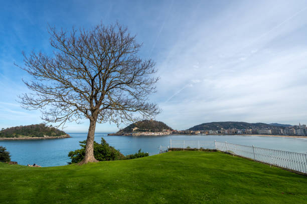 A large tree stands on the edge of a grassy hill overlooking the ocean