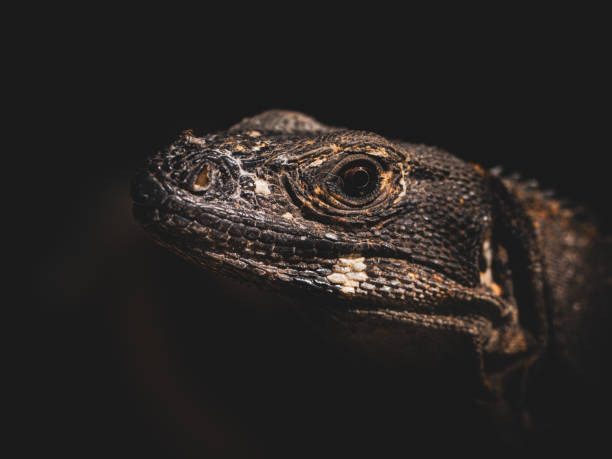 istock An exotic reptile in its natural habitat. 2040852422