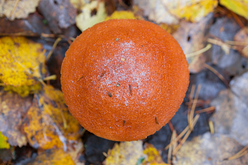 A cap of an edible mushroom covered with frost.