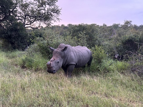 Beautiful rhino with cut horn in the bush near Hoedspruit