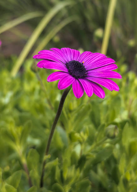 Beautiful Purple Cape Daisy Antique Rose with Raindrops on Easter Island of Chile, South America