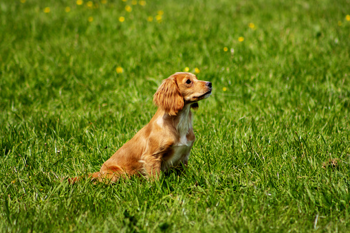 working red cocker spaniel  in a field of green grass