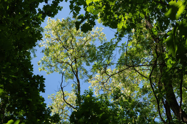 istock Robinia Pseudoacacia Trees In Spring 2040859349