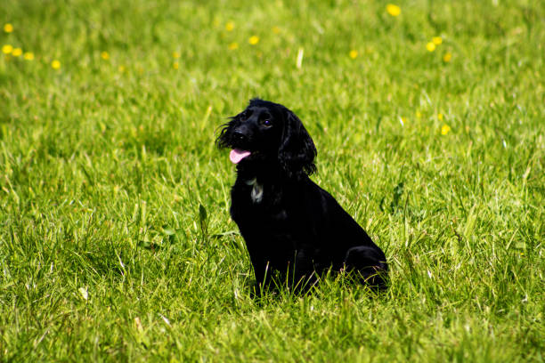 istock working black cocker spaniel sitting in a field of green grass 2040863044