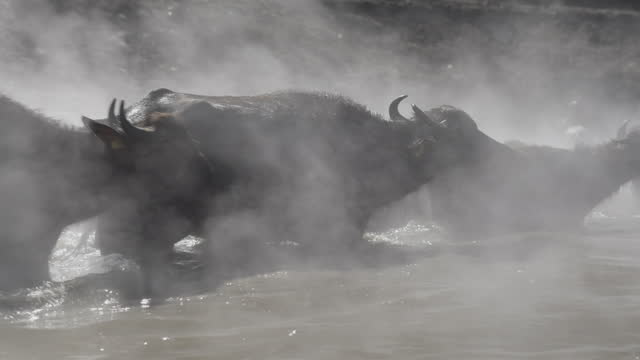 Buffaloes bathe in the winter hot spring