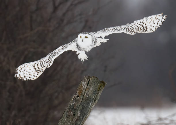 istock Snowy Owl soaring over snowy landscape 2040875645
