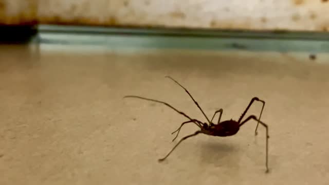 A dangerous spider walking near very small ants