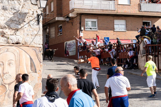 Tordesillas, Castilla y Leon-Spain, September 12, 2023; Lidia del Toro De la Vega in Tordesillas, Valladolid, Spain. Running of the bulls through the streets of a village in Spain, bullfighting spectacle with a big fighting bull.
