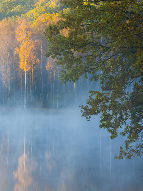 A body of water, likely a river, surrounded by dense trees in Sweden. The scene is covered in a thick fog, creating a mysterious and atmospheric environment.