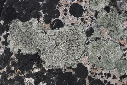 Black and green crustose lichens on pink rock in winter. Lichens are sensitive to air pollution, so their presence can be an indicator of a healthy environment. Though lichens undergo photosynthesis, they are not plants but composite organisms of algae and fungi, which have a symbiotic relationship. The algal component gives many lichens their greenish color, but in black lichens the fungal component predominates in terms of color. Lichens occur on seven percent of the earth's surface. They are not parasitic and can be quite beautiful.