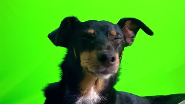 Cute black puppy on a green chroma key background