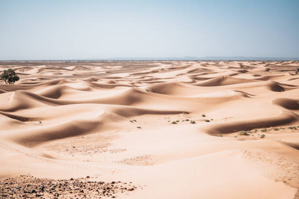 istock Whispers of the Wind 2040915057