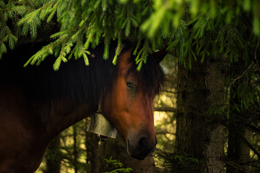 A horse among spruce branches in the forest. Close-up portrait of horses