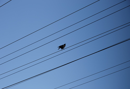 A lone crow observes from his high perch on an electrical grid. Low angle view of winter sky.