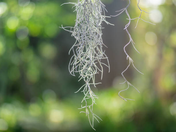 istock Spanish moss plant in the forest 2040918315