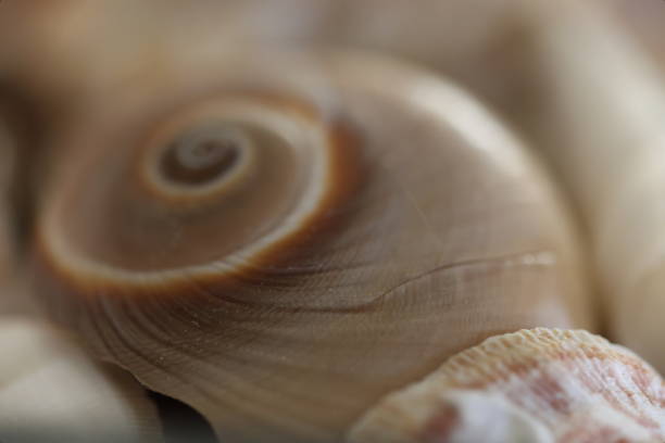 istock Close up of sea shell 2040934181
