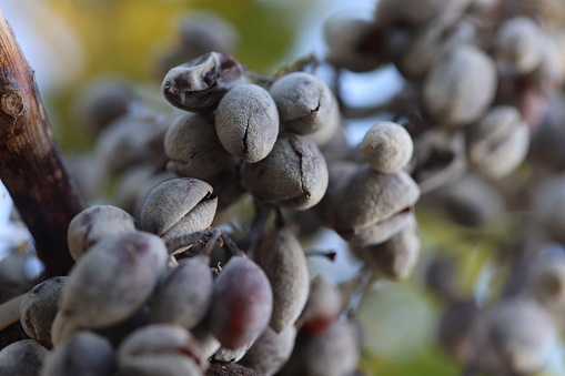 Branch of over riped grapes hanging from a vineyard. Close up of grape seeds. Selective background.