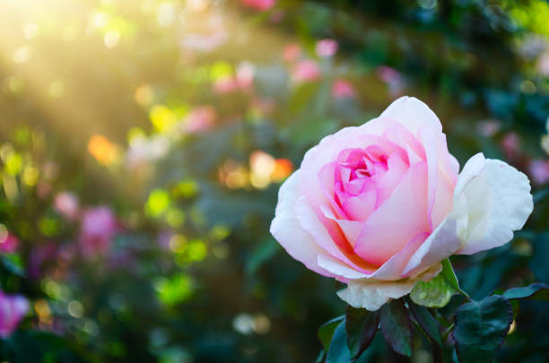 istock Fantasy pink Rose Flower bloom  Rays Meadow blurred sunny shiny glowing background 2040935292