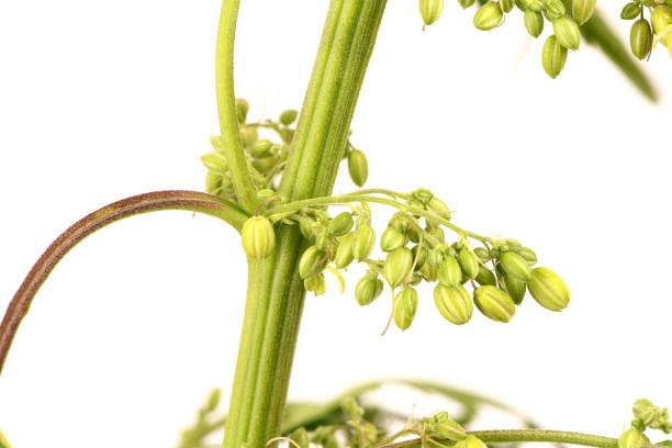 istock Cannabis flowers, side view isolated on white. 2040937975