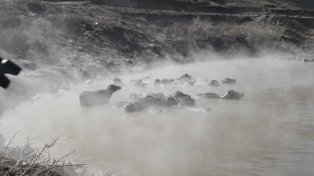 Buffaloes bathe in the winter hot spring