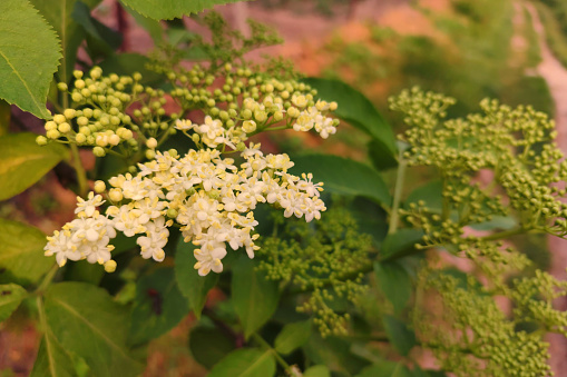 Small white flowers on the shrub. Black elderberry flowers. Large inflorescences with white flowers.