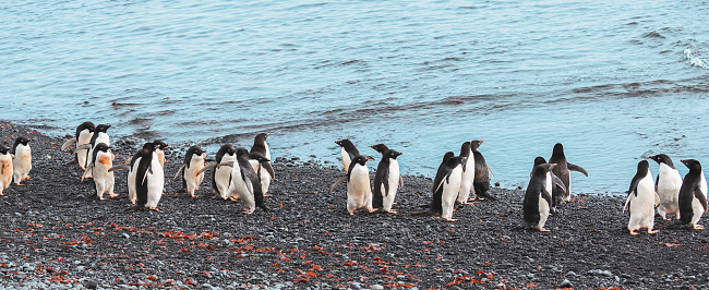 A group of cute Adelie penguins walking on small rocks on the beach along the waterfront in January, Brown Bluff, Antarctica.