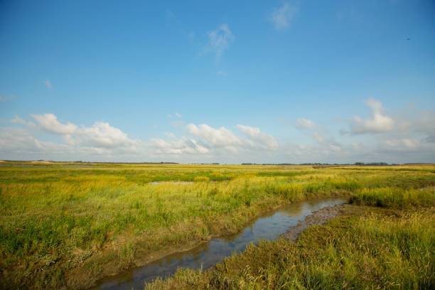 View at Het Zwin wildlife reservation , Belgium