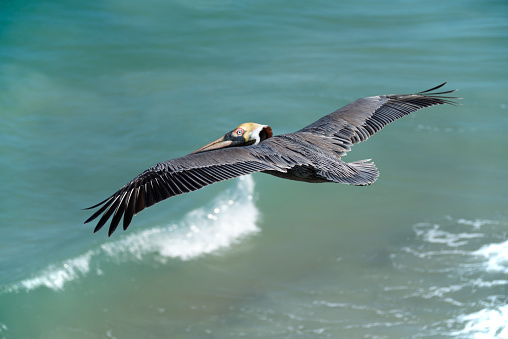 single pelican, wings out flying over ocean, sunny day, flying away from camera, looking back at camera
