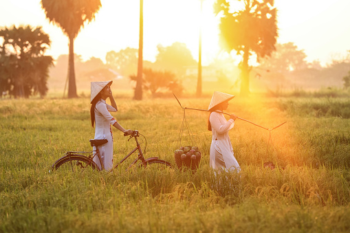 Two sister Vietnamese with white dresses walk past a green rice field in the morning with orange sunray, the rural lifestyle of Vietnamese with bicycles and basket balance