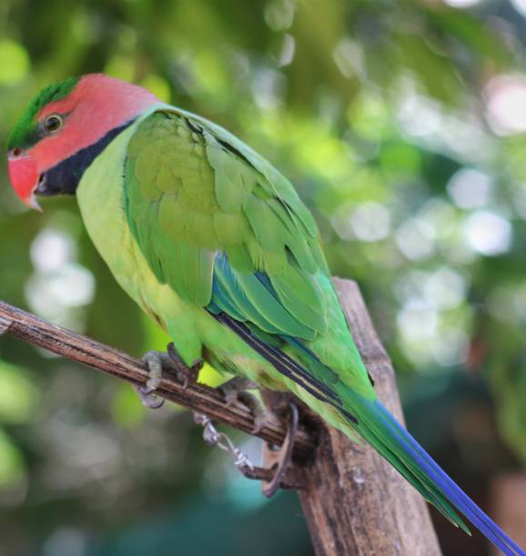 istock Parakeet bird with red head and green body 2040974772
