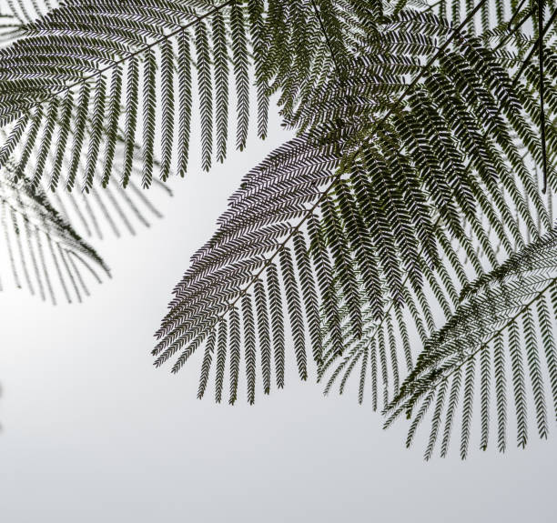 istock Green leaves against the sky 2040974773