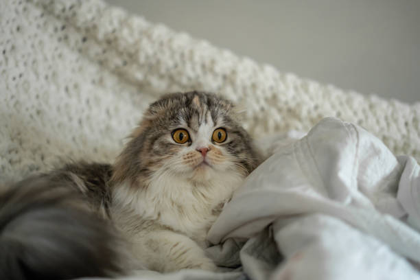 istock Cutest Scottish Fold Adult Cat Calico 2040975330