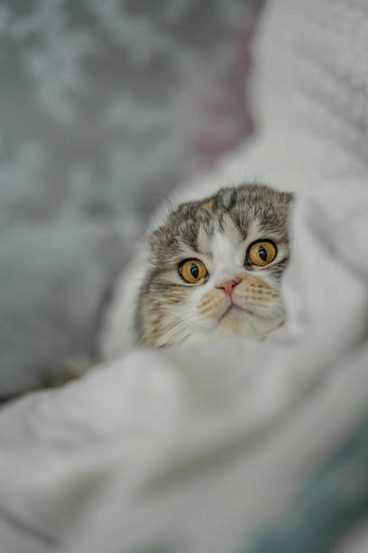 istock Big Eyed Dopey Cat No Ears 2040975331