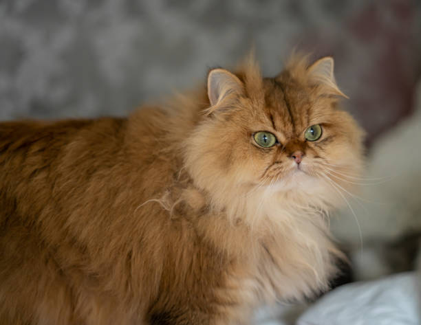 istock Extra Fluffy Orange Ginger Cat Scottish Straight 2040975344