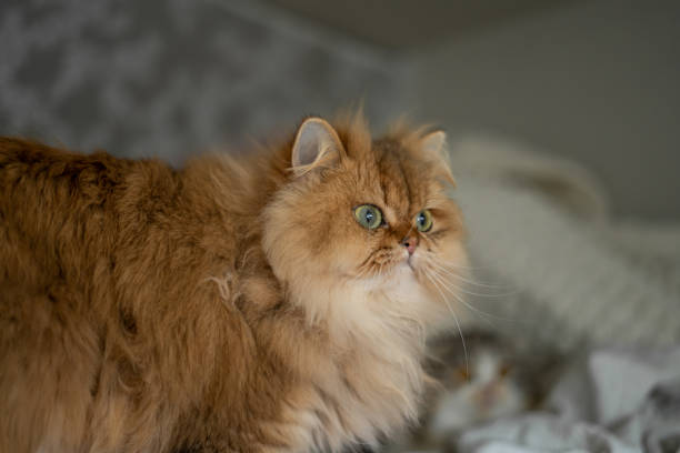 istock Extra Fluffy Orange Ginger Cat Scottish Straight 2040975830