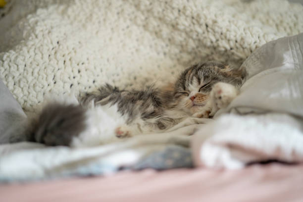 istock The Cutest Baby Like Cat Laying in Blankets 2040976384