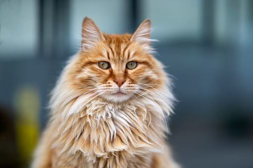 A beautiful cat outdoors with soft light on her fur