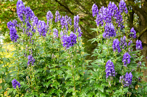 Aconitum carmichaelii - Herbst-Eisenhut. All Aconitum parts of the plant are poisonous.