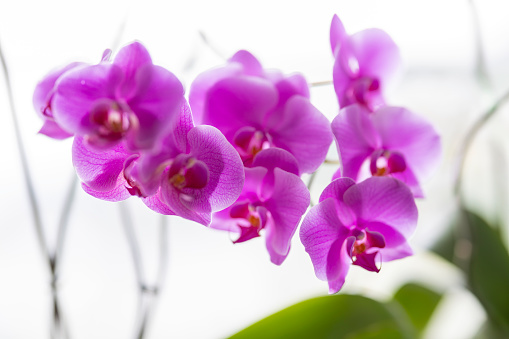 A view of a cluster of small magenta and white colored Phalaenopsis orchids.