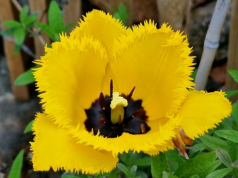 Gelbe Tulpe im Frühjahr