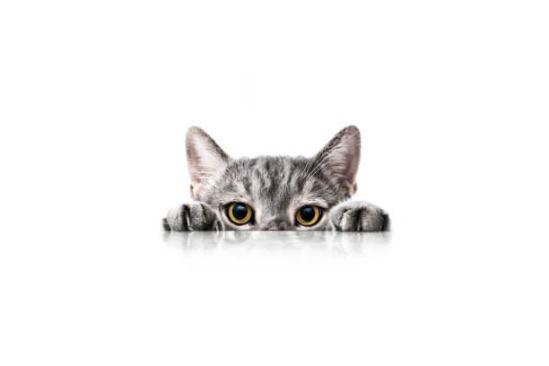 Big-eyed naughty cat looking at the target from behind the marble table stock photo