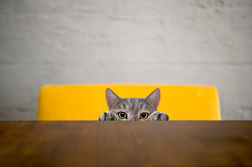 Big-eyed naughty cat looking at the target from behind the desk