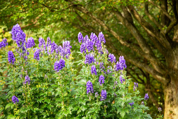 Aconitum carmichaelii - Herbst-Eisenhut. All Aconitum parts of the plant are poisonous.