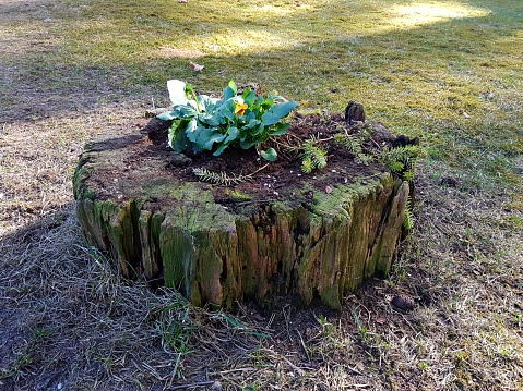 Small flowers are planted in the center of an old tree stump.