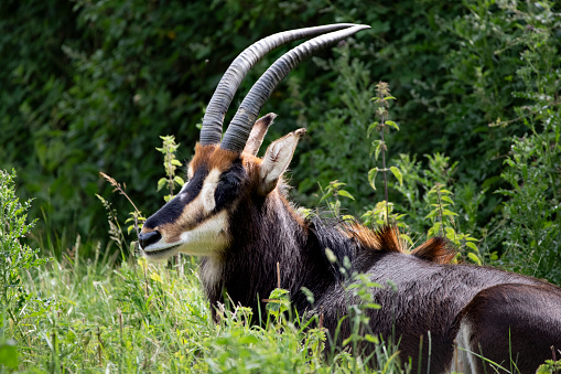 The Sable Antelope (Hippotragus niger), a large antelope from east and southern Africa.