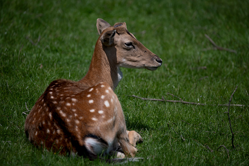 The European Fallow Deer (Dama dama), also known as the Common Fallow Deer or simply Fallow Deer.