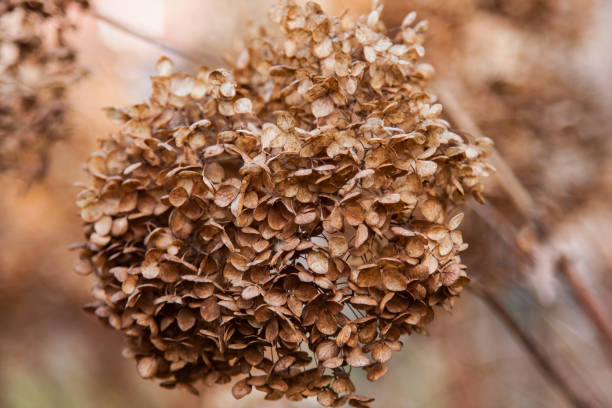 istock Dry peony flower after winter 2041000344